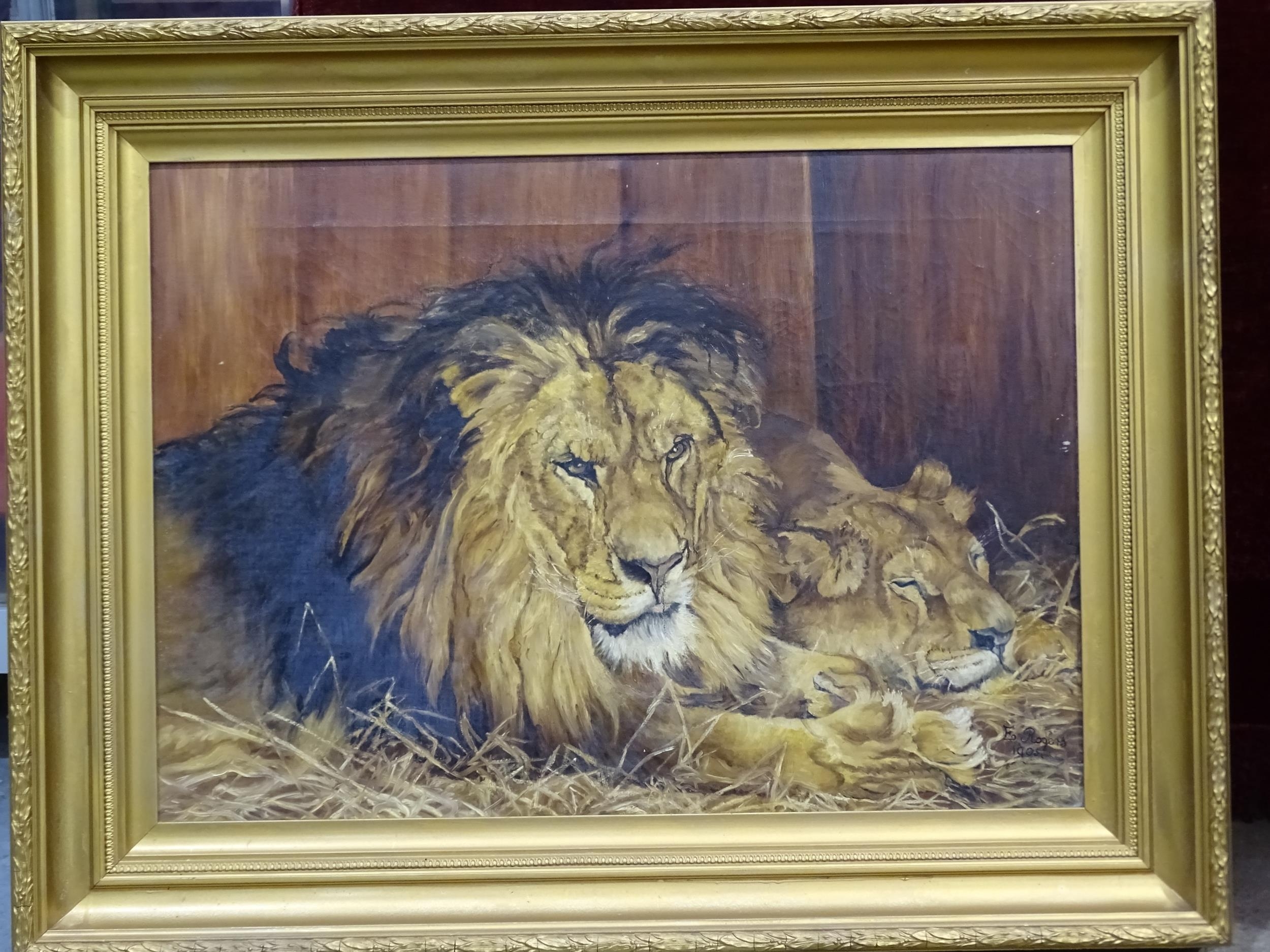 E Rogers, 'Lion and lioness', a signed oil on canvas painting, 53 x 75cm, (tear to centre).