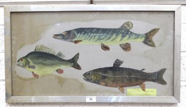 A study of three fish, 'Northern Pike', 'Perch' and 'Brook Char', a painted collage picture, 33 x