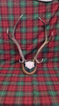 SET OF ANTLERS - MOUNTED - (AF)