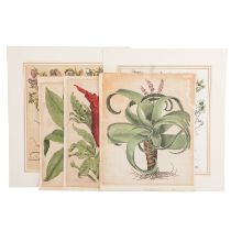 BASILIUS BESLER & LUDWIG JUNGERMANN „Hortus Eystettensis“ FÜNF BOTANISCHE KUPFERSTICHE,