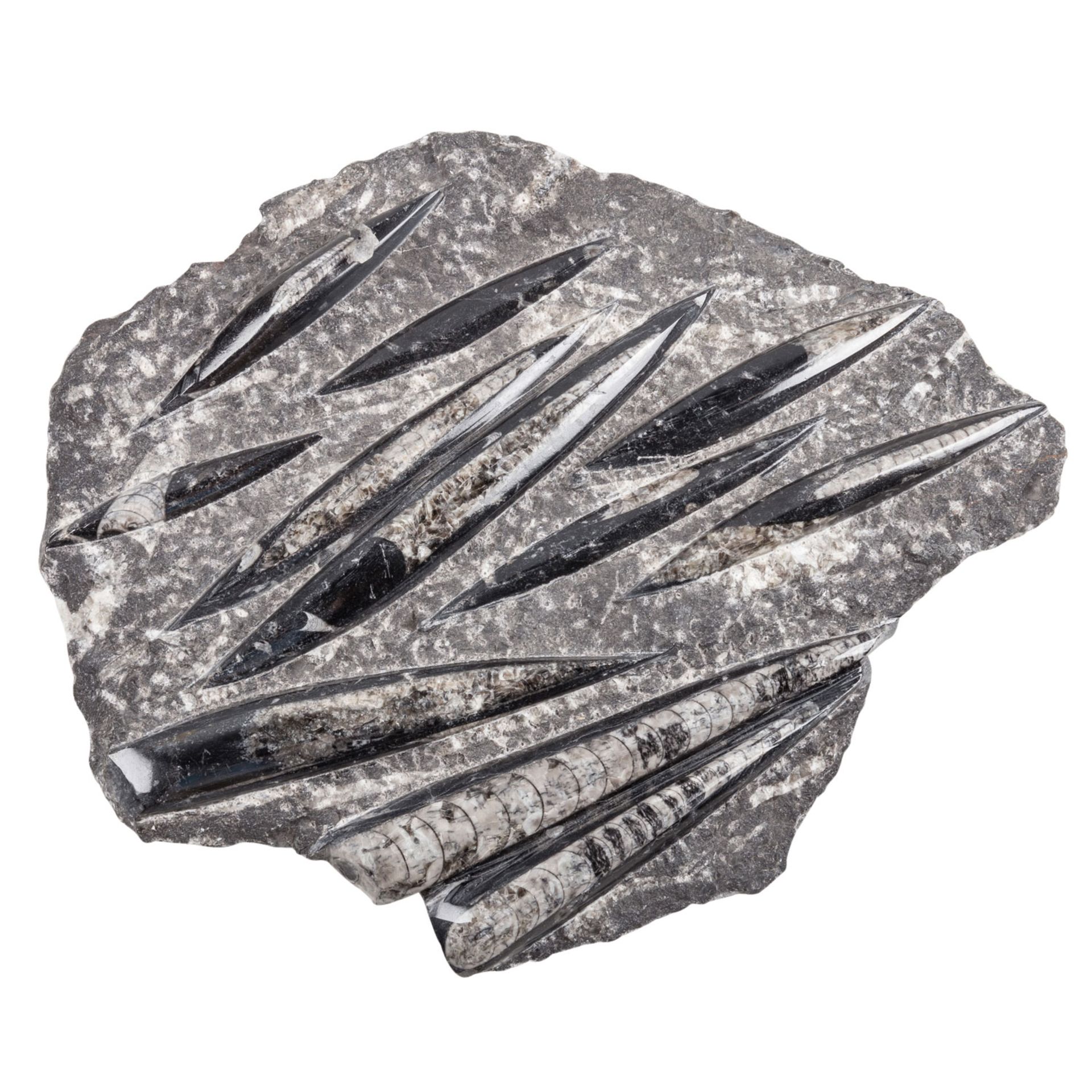 Steine, über 3 kg. schwere Steinplatte mit versteinerten Orthoceras  - Bild 2 aus 7