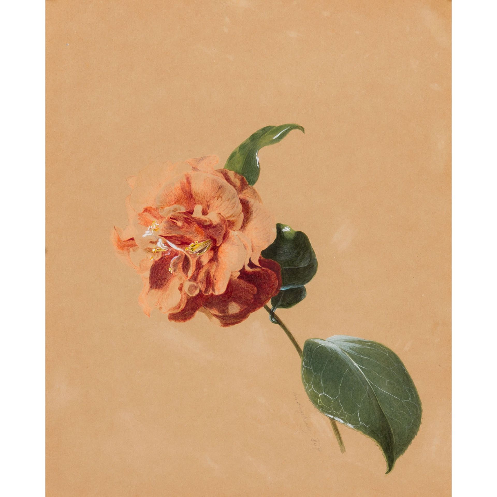 ZUGESCHRIEBEN NEUGEBAUER, JOSEF (1810-1895), „Hibiskusblüte“,