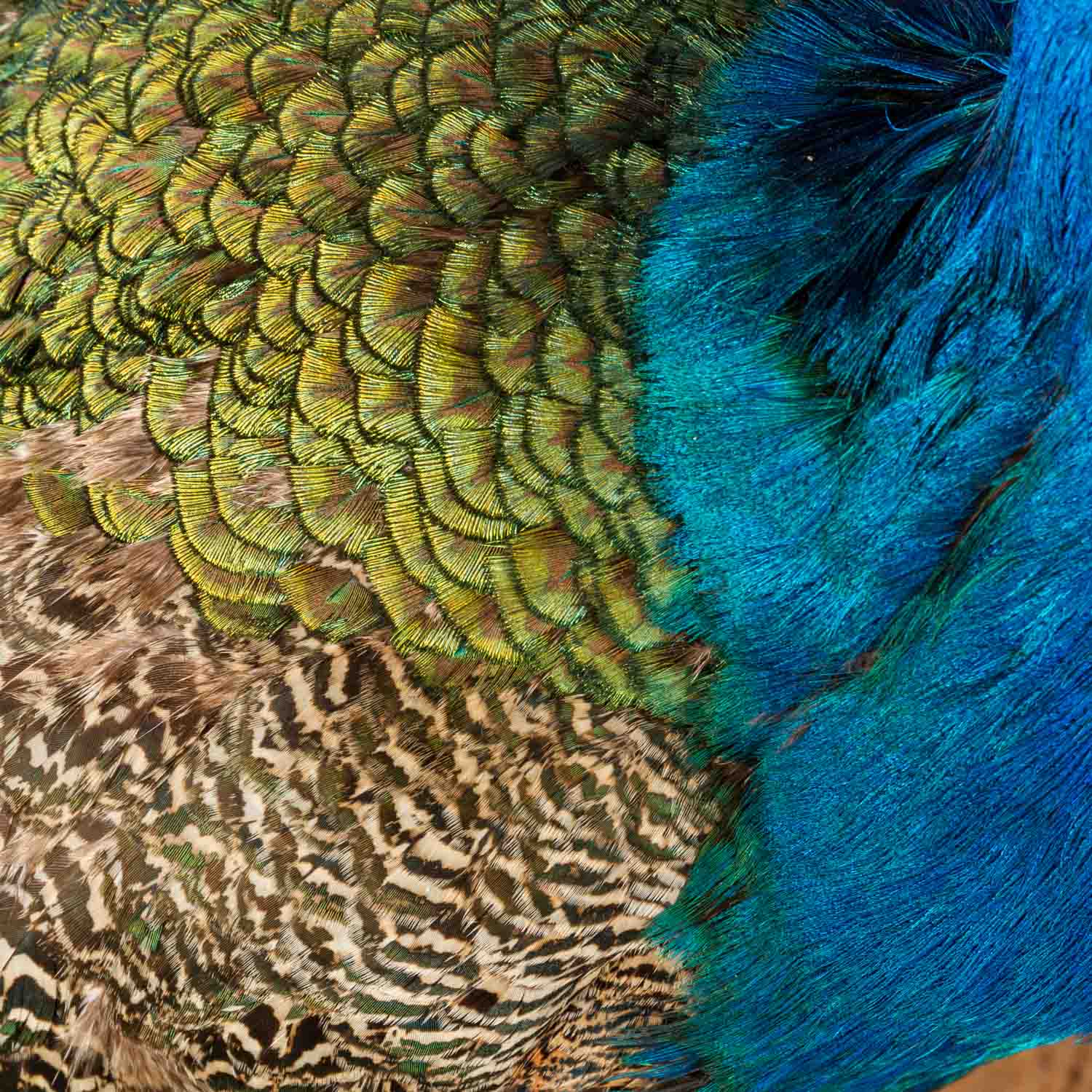 PRÄCHTIGES TIERPRÄPARAT "Blauer Pfau" - Image 3 of 10