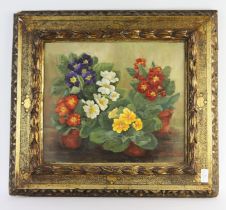 Doreen Wilcock (20th century), Still life of primula, oil on board, signed lower right, 35 x 41cm.