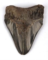 Megalodon (Otodus Megalodon) Tooth Fossil, black, likely a river specimen, probably south Carolina.