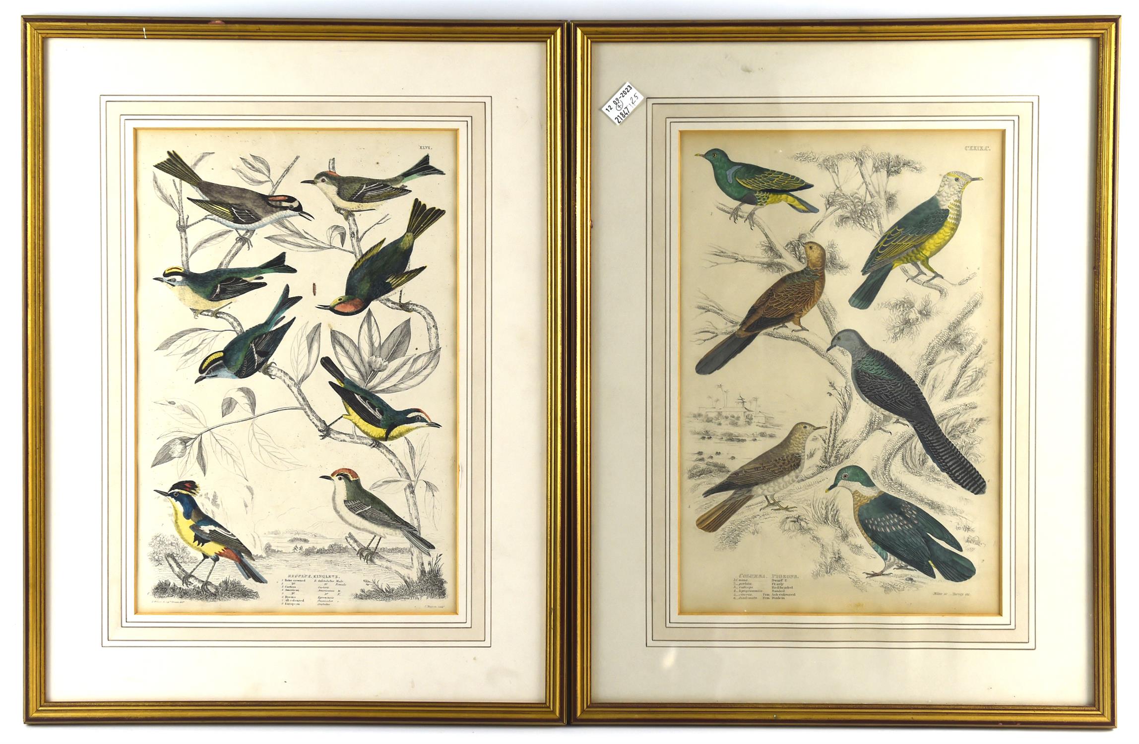 Milne (19th century), Regulus Kinglets; Columba Pigeons, a pair of hand coloured engravings, - Image 2 of 2