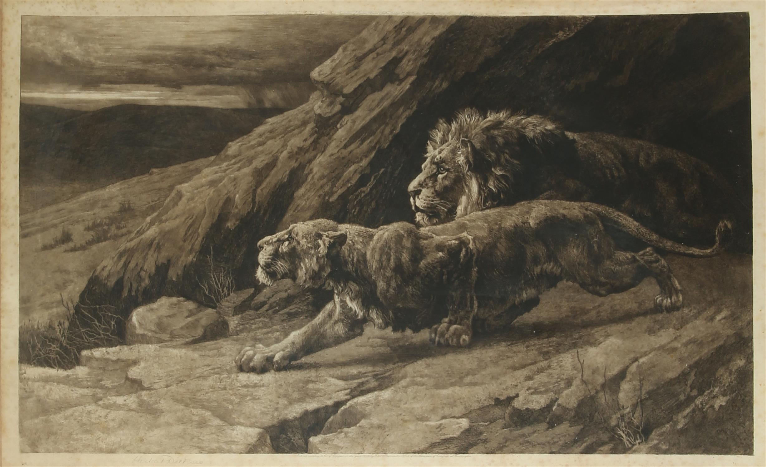 Herbert Dicksee (English, 1862-1942), Raiders: Lion and Lioness stalking, etching,