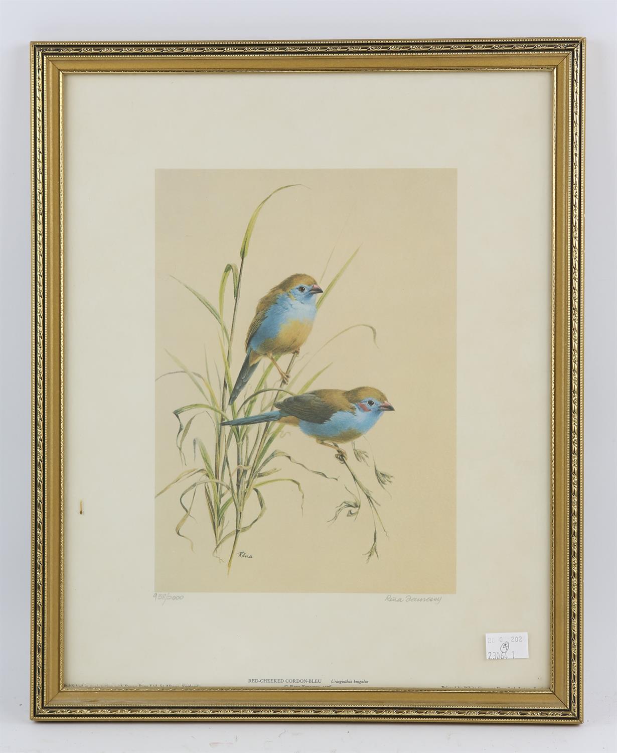 Rena Fennessy (20th century), Golden Rumped Tinker Birds; Black Throated Apalis; Red-Cheeked Cordon - Image 3 of 4