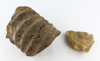 A large piece of amonite and a small amonite