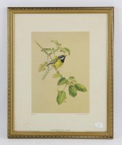 Rena Fennessy (20th century), Golden Rumped Tinker Birds; Black Throated Apalis; Red-Cheeked Cordon