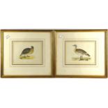 Milne (19th century), Regulus Kinglets; Columba Pigeons, a pair of hand coloured engravings,