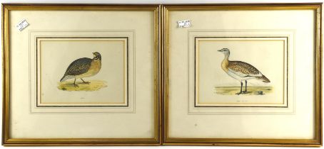 Milne (19th century), Regulus Kinglets; Columba Pigeons, a pair of hand coloured engravings,