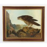 Ashton Booth (British b.1925), Gyrfalcon, Norway, oil on board, signed lower right, 37 x 45cm.