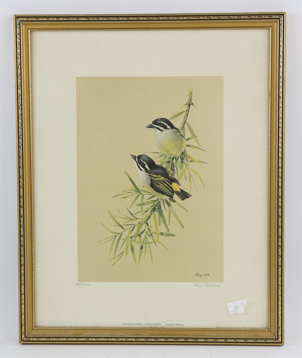 Rena Fennessy (20th century), Golden Rumped Tinker Birds; Black Throated Apalis; Red-Cheeked Cordon - Image 2 of 4