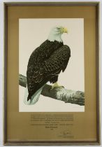 Axel Amuchastegui (Argentinian b.1921), A Bald Eagle perched on a bough, photolithograph after the