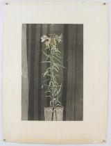 Patrick Procktor (British 1936-2003), Lilies, colour aquatint, initialled lower right, inscribed B.