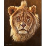 Eric Wilson (British b. 1960), Lion, oil on canvas, signed lower left, 30 x 24cm. Framed