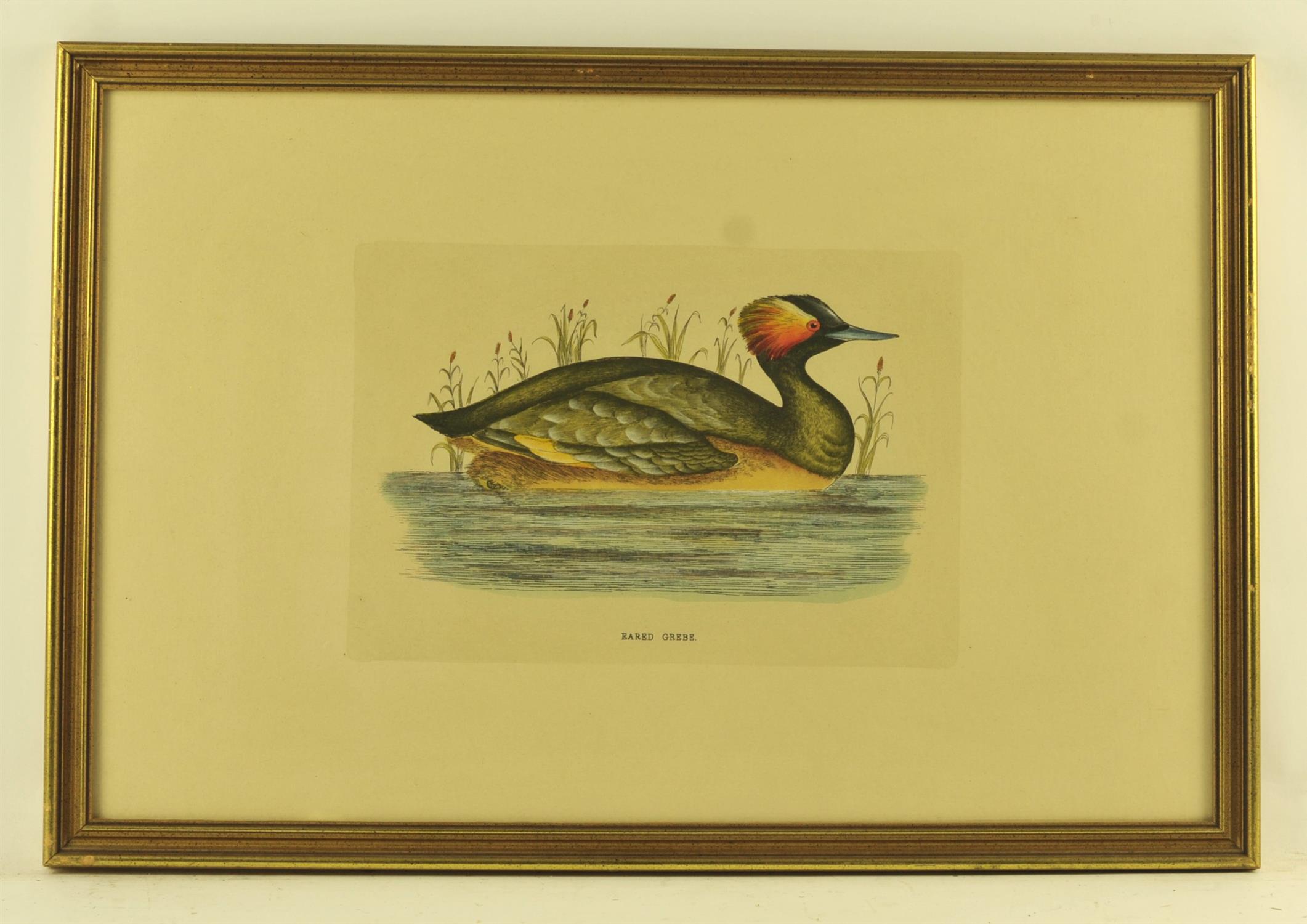 After Rev. F. O. Morris, Goosander; Red Breasted Merganse; Eared Grebe, a set of three