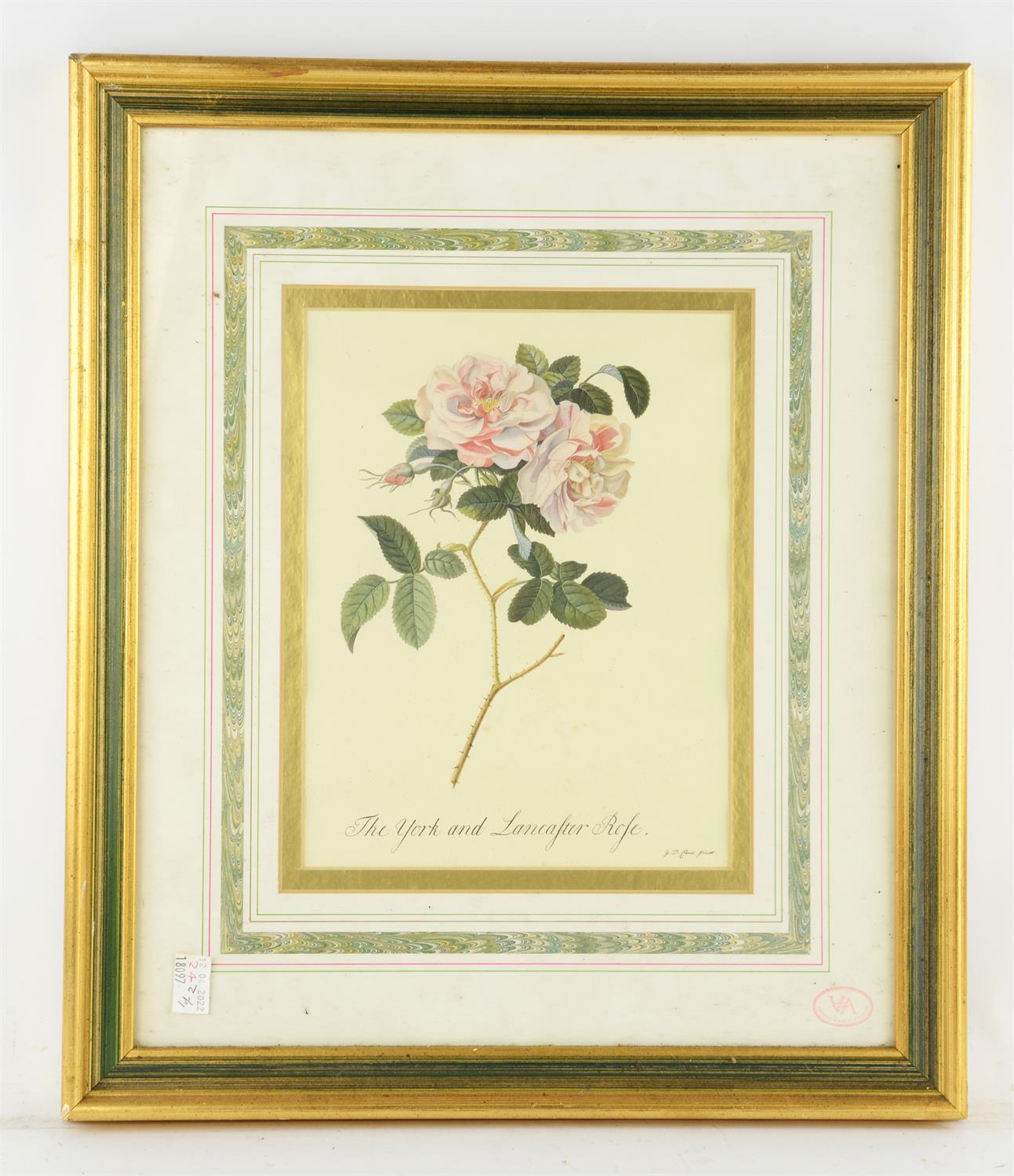 After J. D. Ehret, ‘The Common Provence Rose’; ‘The York and Lancaster Rose’, a pair of limited - Image 2 of 2