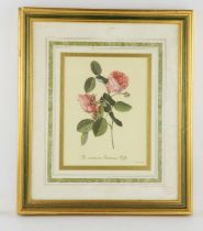 After J. D. Ehret, ‘The Common Provence Rose’; ‘The York and Lancaster Rose’, a pair of limited