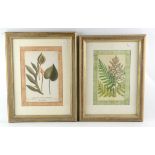 After Johann Weinmanns, ‘Arum Hortense Intifolium'; ‘Osmunda Regalis', a pair of decorative