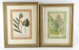 After Johann Weinmanns, ‘Arum Hortense Intifolium'; ‘Osmunda Regalis', a pair of decorative