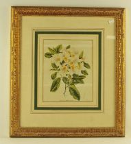 SIZE?? After Horto Van Houtteano, ‘Azalea Magnifica’, chromolithograph,