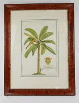 After Georg Dionysius Ehret, a set of three decorative botanical prints each depicting a tropical