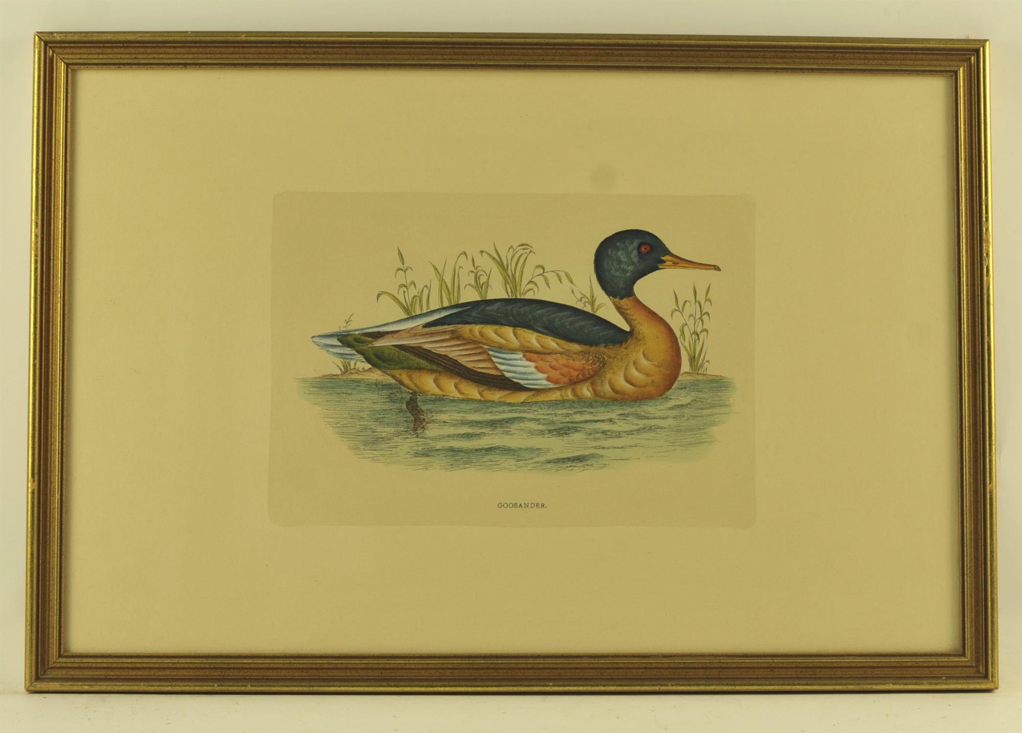 After Rev. F. O. Morris, Goosander; Red Breasted Merganse; Eared Grebe, a set of three - Image 2 of 3