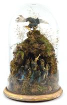 Taxidermy, a late 19th century Kingfisher modelling feeding chicks, set against a naturalistic