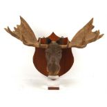 Gerry Anderson: The Secret Service (1969) - Original prop mounted resin moose head on wooden board,