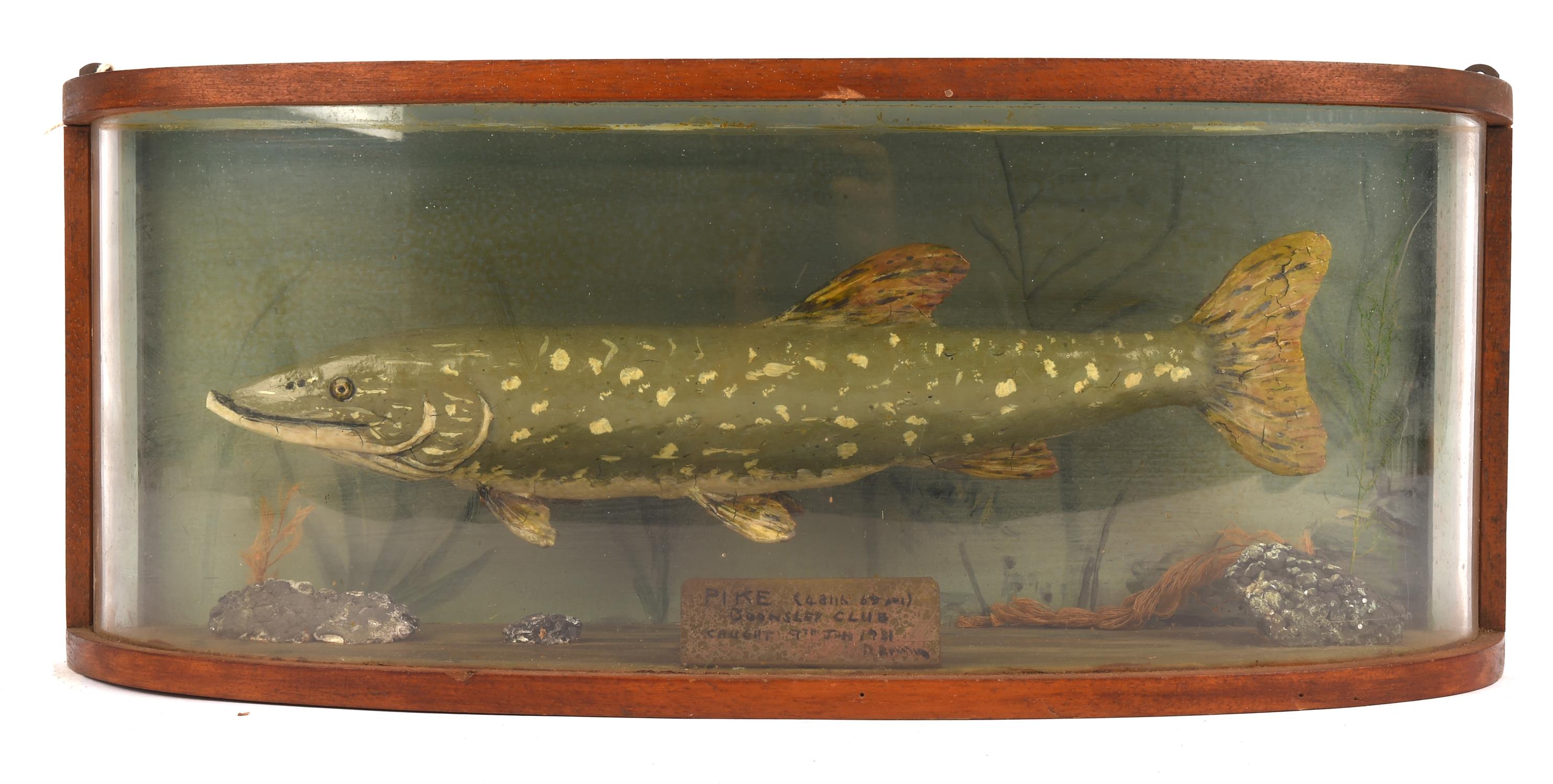 Gerry Anderson: Joe 90 (1968- 1969) Original Prop mounted pike, within a perspex and wood display