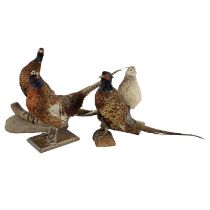 Four taxidermy pheasants