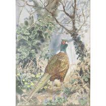 Robin Gibbard watercolour of a pheasant