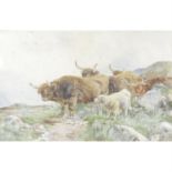 W. Wilson watercolour of Highland Cattle