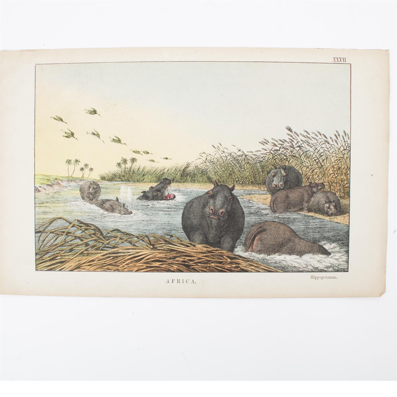 19th century Instructive Picture-Book prints of animals - Image 4 of 5