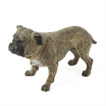 Cold painted bronze bulldog