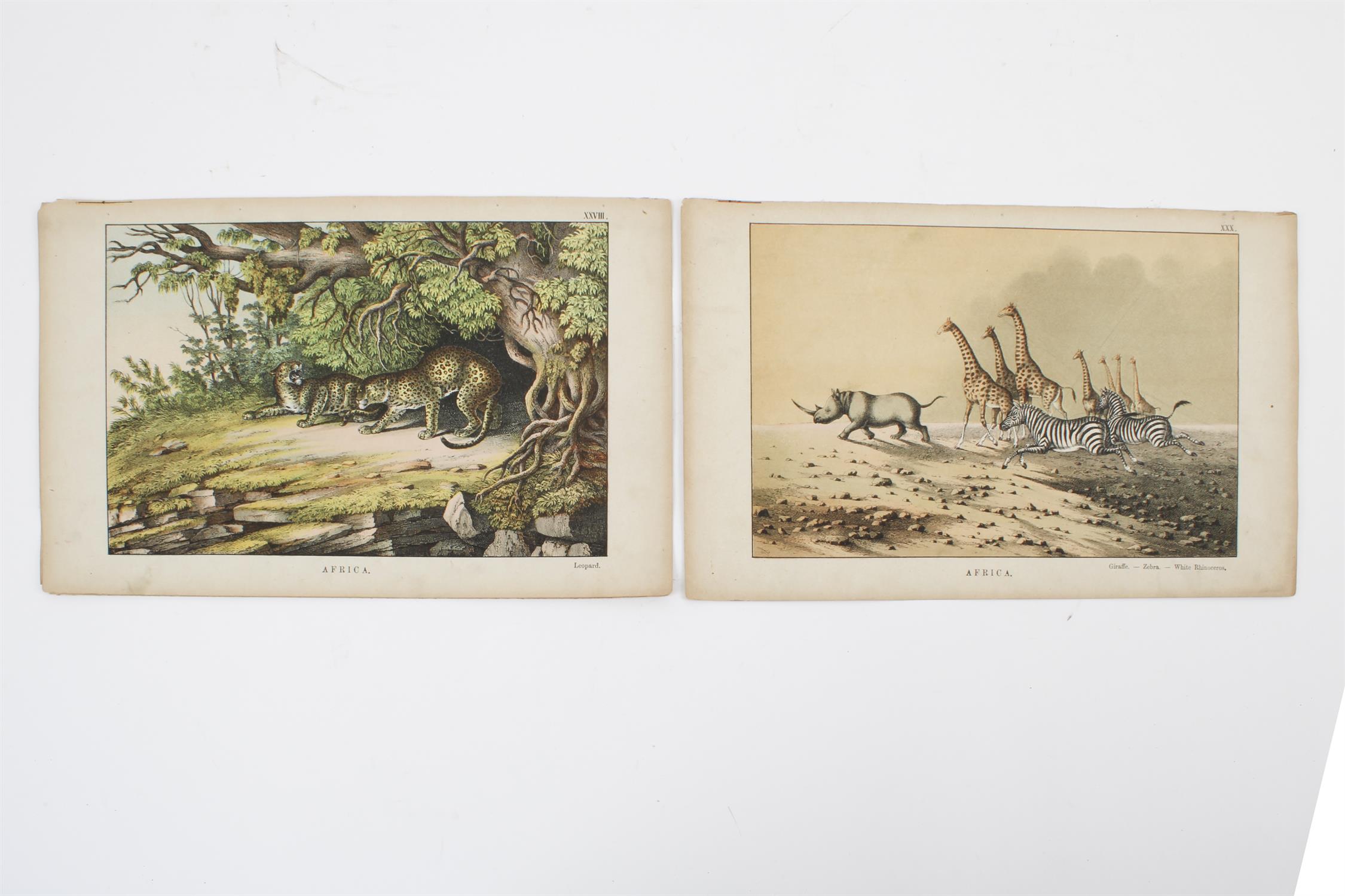 19th century Instructive Picture-Book prints of animals - Bild 3 aus 5