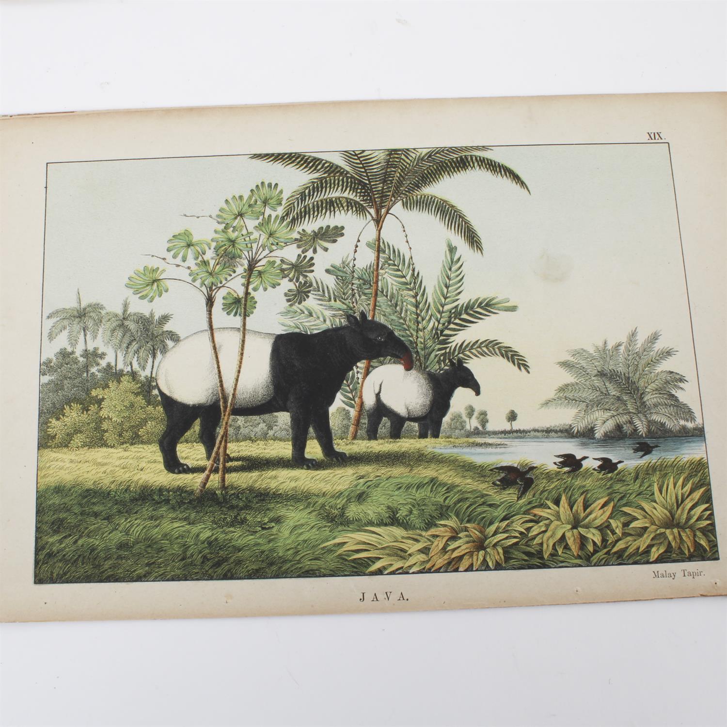 19th century Instructive Picture-Book prints of animals - Image 2 of 5