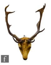 An early 20th Century taxidermy study of a stag's head, inset glass eyes, width of antlers 57cm.
