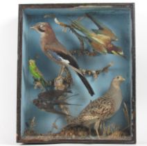 Taxidermy: A cased Specimen Display of Birds, including Kingfisher, Swallow, Woodcock, Budgie,