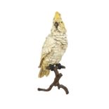 An attractive Austrian bronze cold painted Cockatoo, by Franz Bergman, modelled perched on a branch,