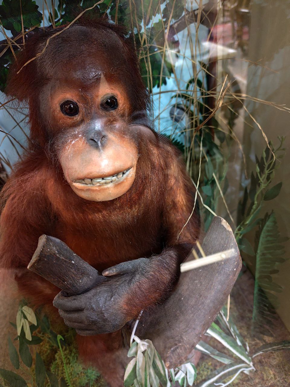 Taxidermy: [Pongo Pygmaeus] A Bornean Orangutan, cased, seated on a naturalistic rock with leaves - Bild 2 aus 5