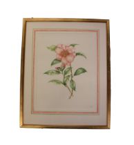 Jane Thomson Moore, (XX-XXI) A set of three Limited Edition of 100 coloured Botanical Prints,