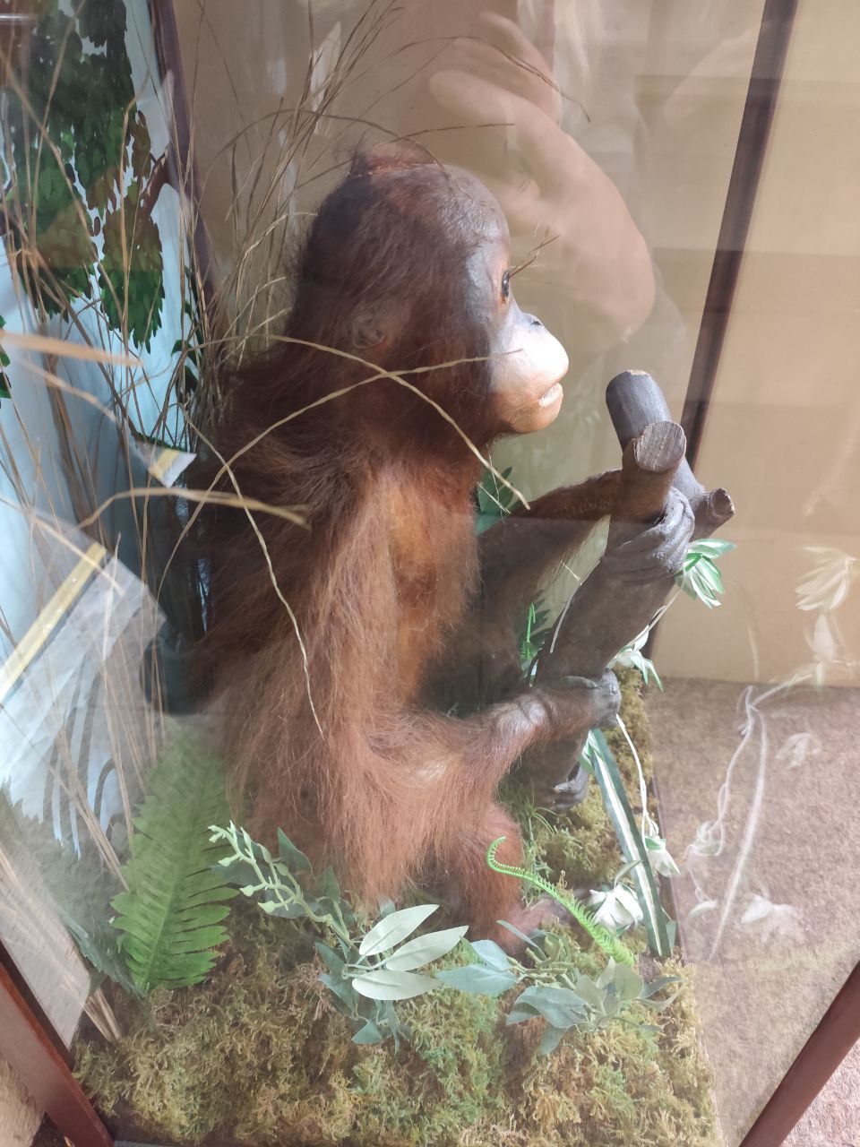 Taxidermy: [Pongo Pygmaeus] A Bornean Orangutan, cased, seated on a naturalistic rock with leaves - Bild 4 aus 5