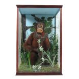 Taxidermy: [Pongo Pygmaeus] A Bornean Orangutan, cased, seated on a naturalistic rock with leaves