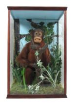Taxidermy: [Pongo Pygmaeus] A Bornean Orangutan, cased, seated on a naturalistic rock with leaves