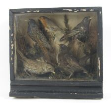 Taxidermy:  A cased Display of Native Irish Birds, comprising Thrush, Robin, Wren, etc., set in a
