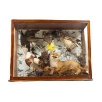 Taxidermy: A glazed case with reclining Fox with Pheasant surrounded by various game and other birds