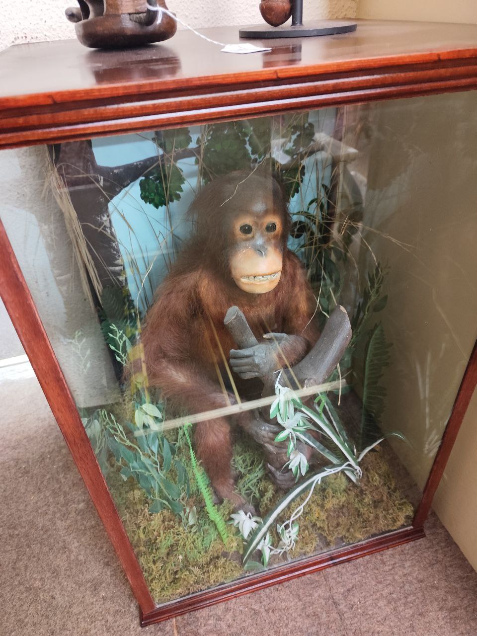 Taxidermy: [Pongo Pygmaeus] A Bornean Orangutan, cased, seated on a naturalistic rock with leaves - Image 5 of 5